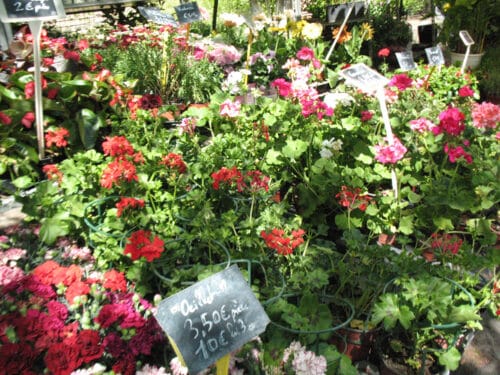 Market flowers for planting