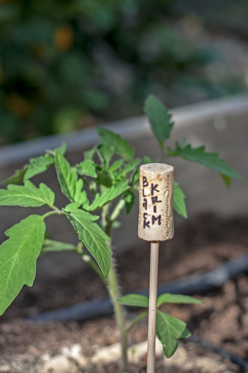 tomato-garden-006