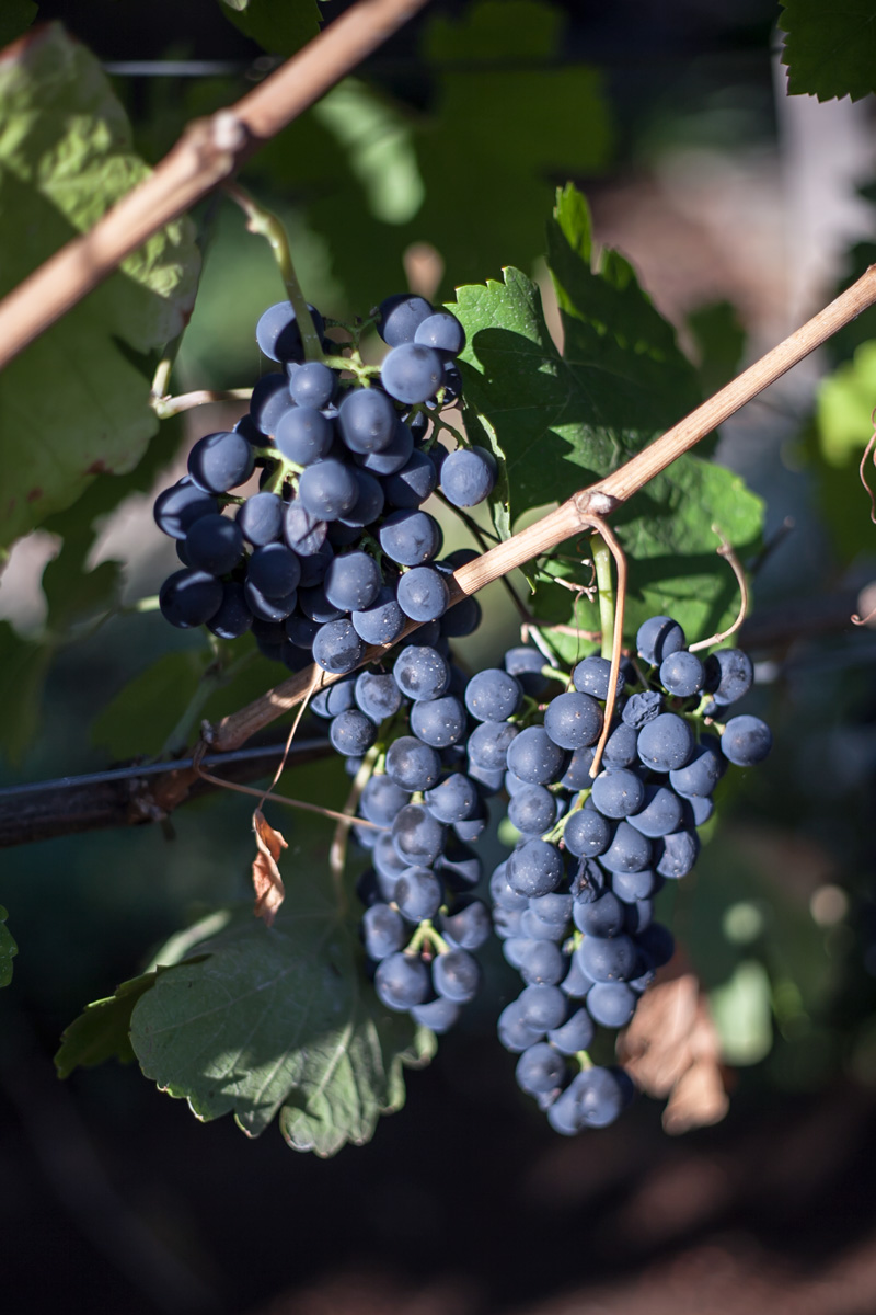 harvest-2015_la-rochelle-winery_049